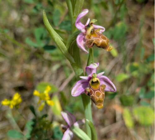 Orquidea 23
