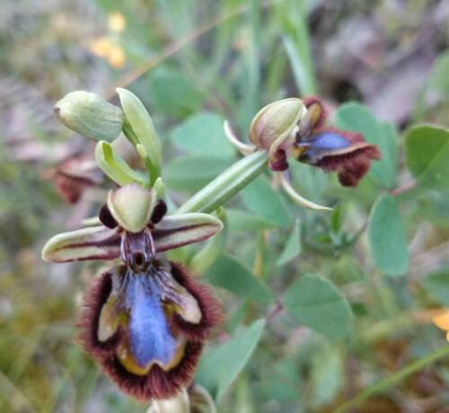 Orquidea 24