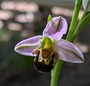 Orquidea 22